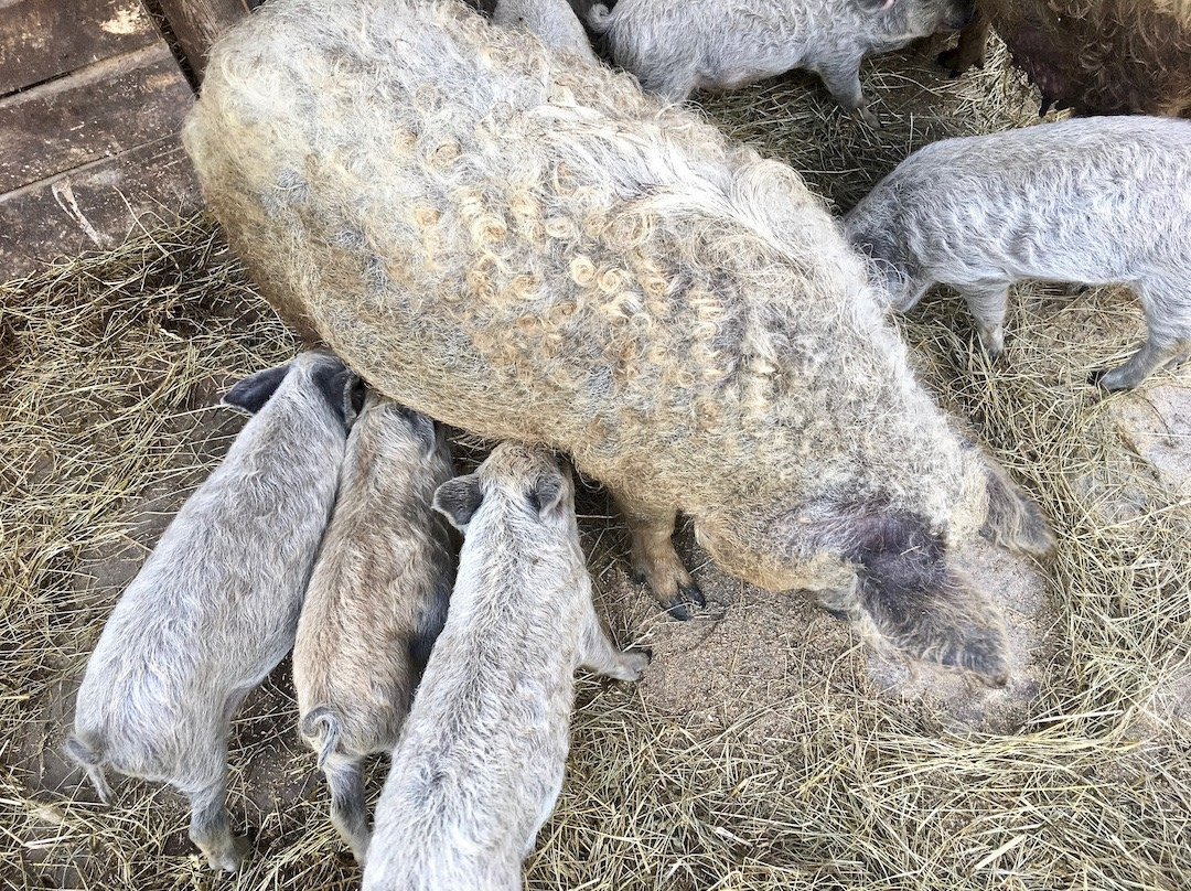 Wooly Pig Farm Brewery景点图片