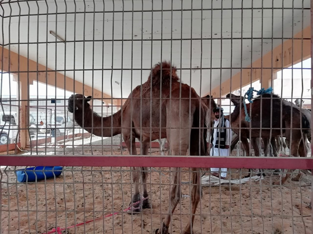 Camel Souk景点图片