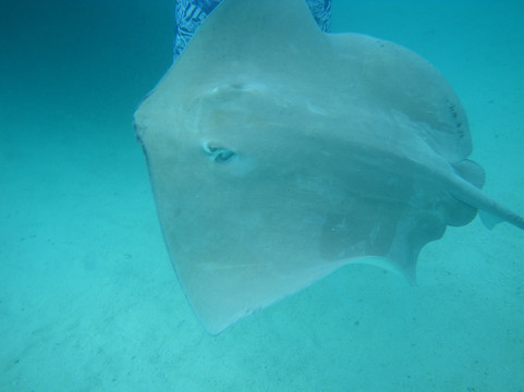 Albert's Transport-莫雷阿岛必去景点