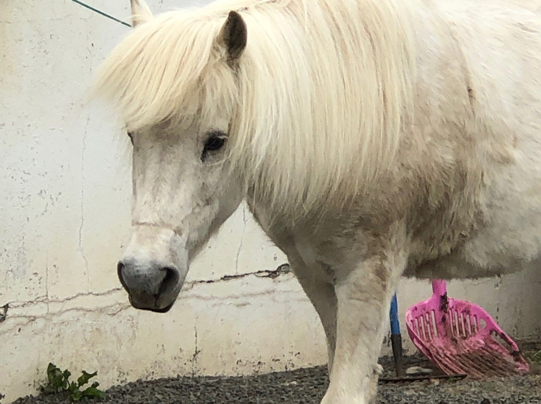 Skjaldarvik Tours-阿克雷里必去景点