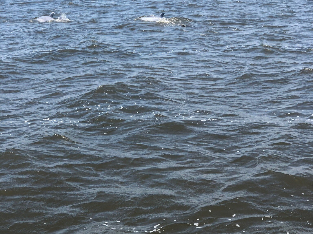 Harbor Star Dolphin Tours景点图片