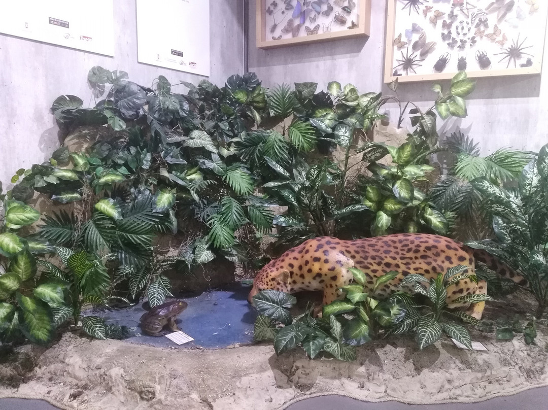 Museo de la Biodiversidad景点图片