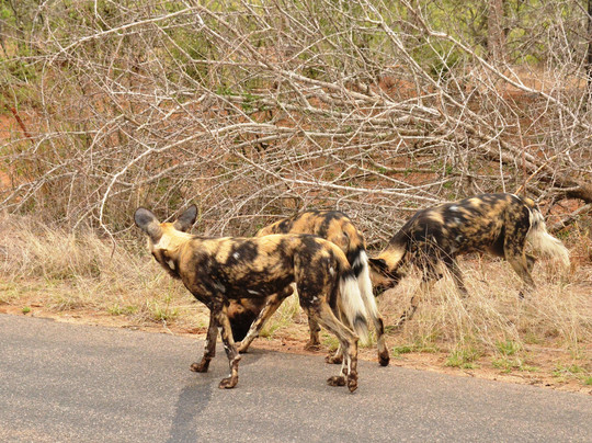 EXPLOREK2K SAFARIS AND TRANSFERS-雾观必去景点