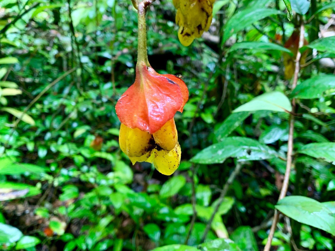 Allpahuayo-Mishana National Reserve-伊基托斯必去景点
