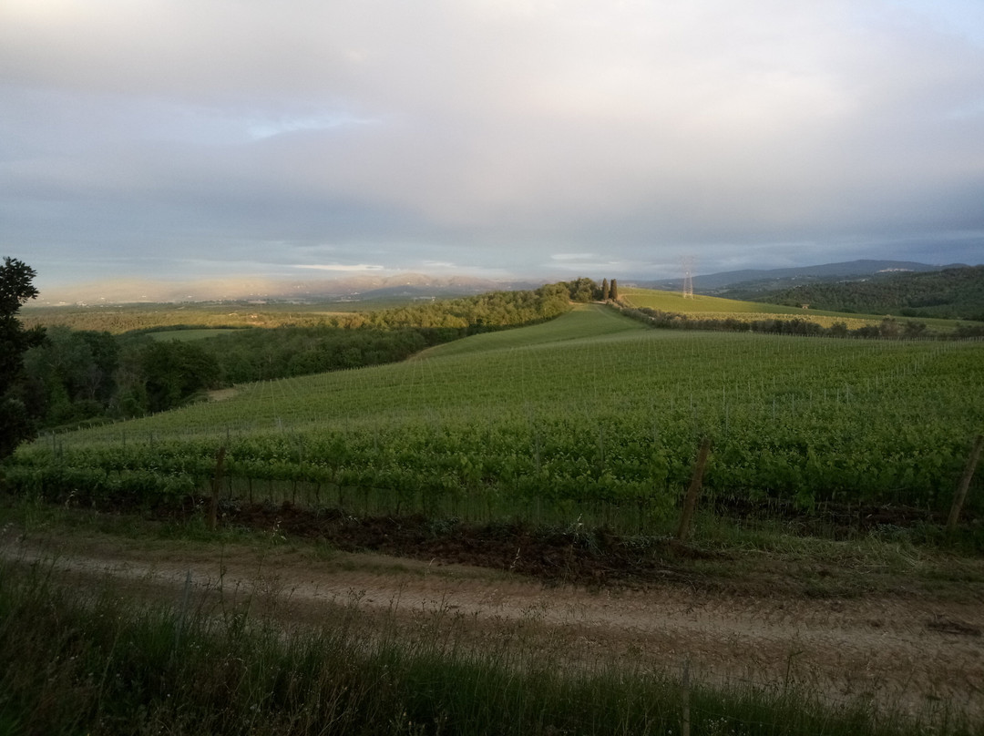 Fattoria il Palagio景点图片