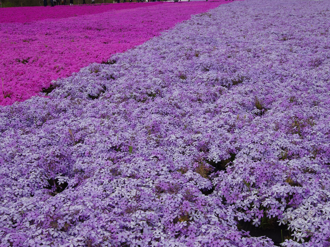 Ichikaimachi Shibazakura Park-市贝町必去景点