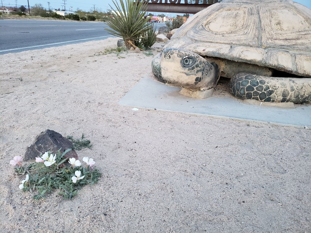 Murtle the Turtle-约书亚树必去景点