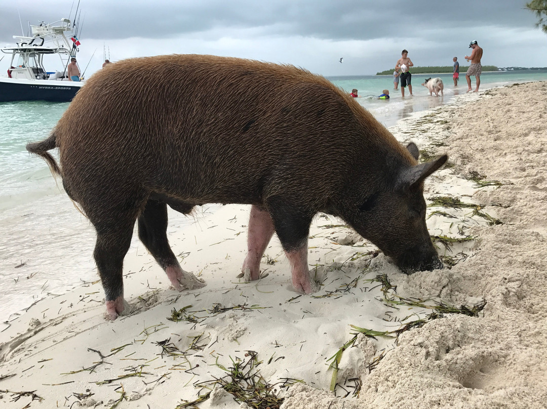 Froggies Out Island Adventures景点图片