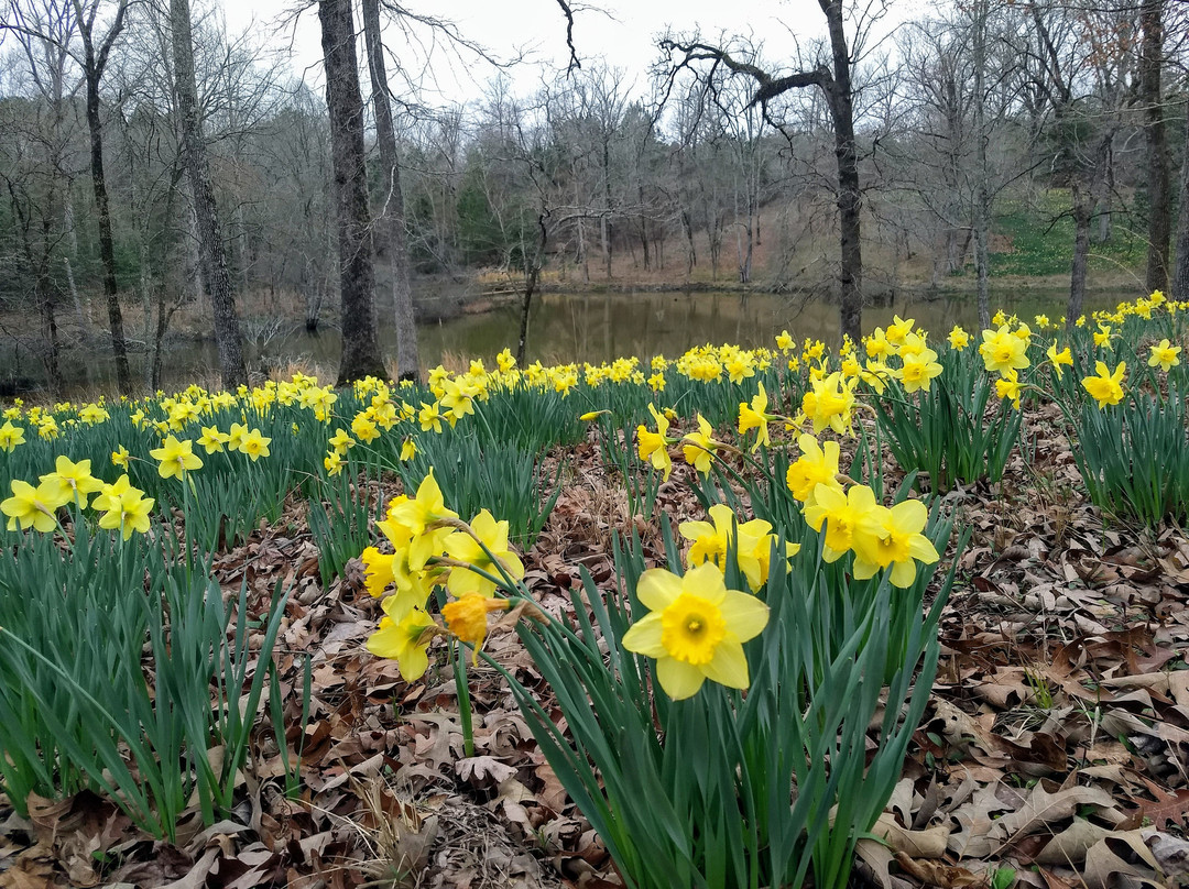 Mrs. Lee's Daffodil Garden-Gladewater必去景点