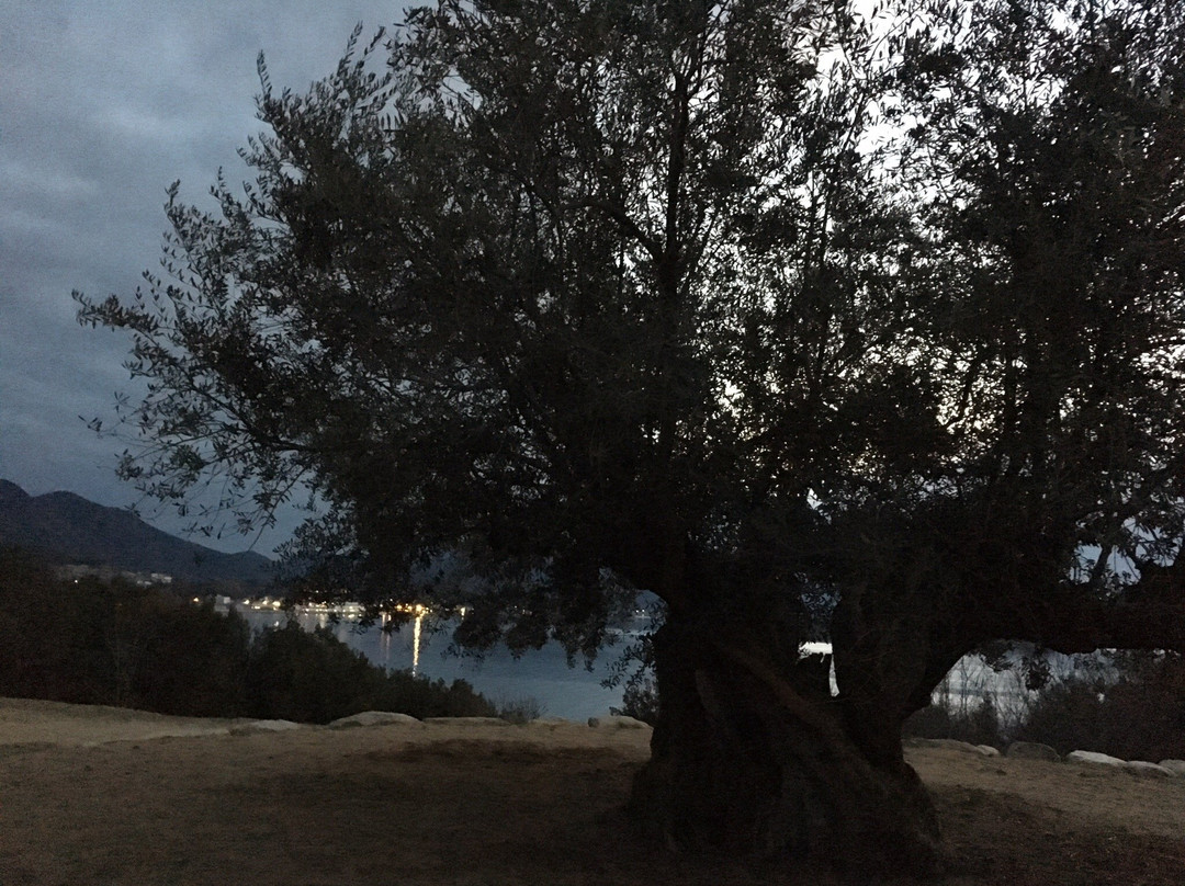 1000 Years Olive Tree景点图片