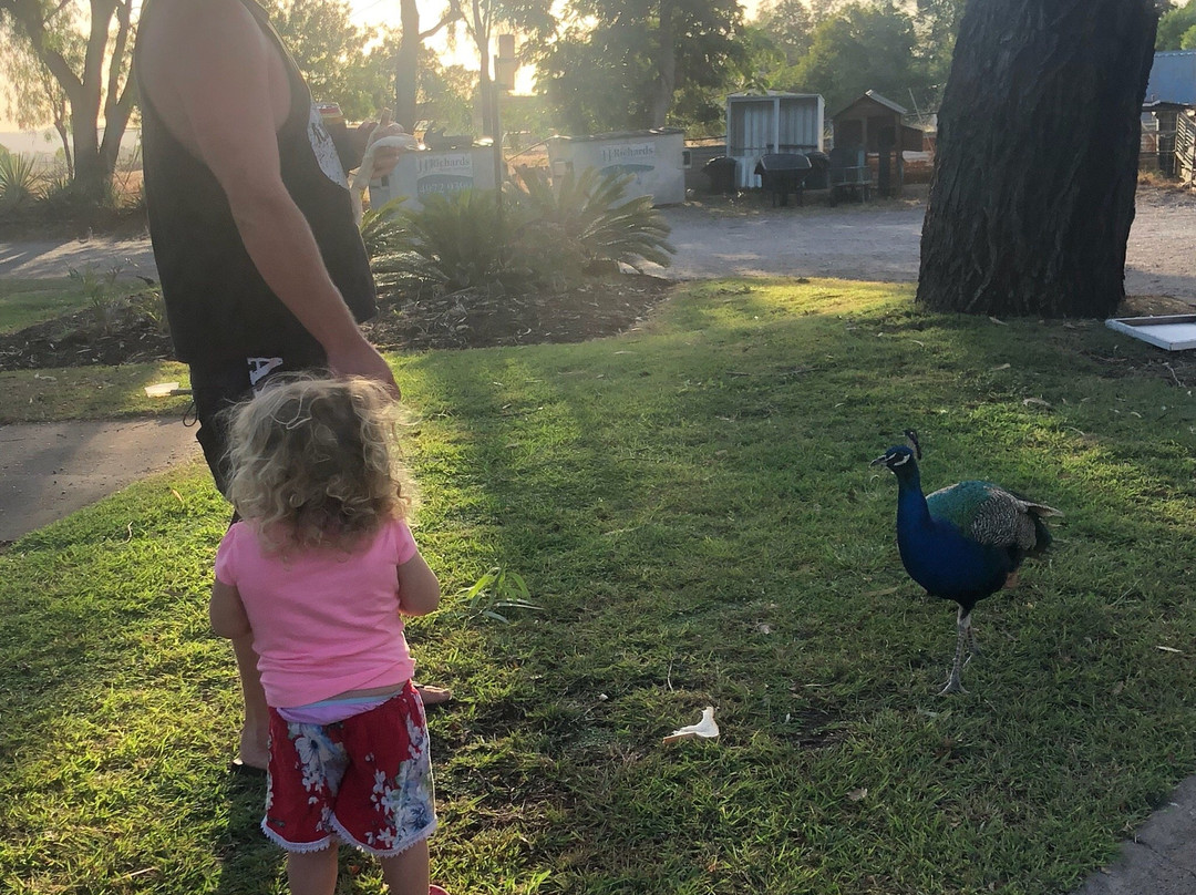 Biloela Caravan & Tourist Park