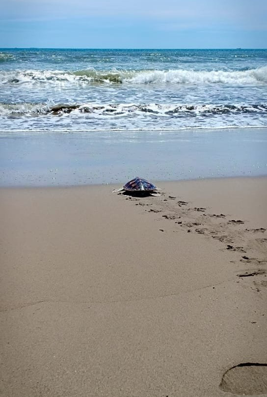 Jambak Sea Turtle Camp-巴东必去景点