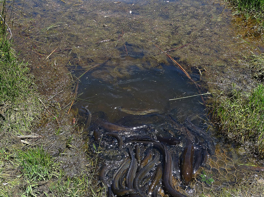Awhitu Regional Park景点图片