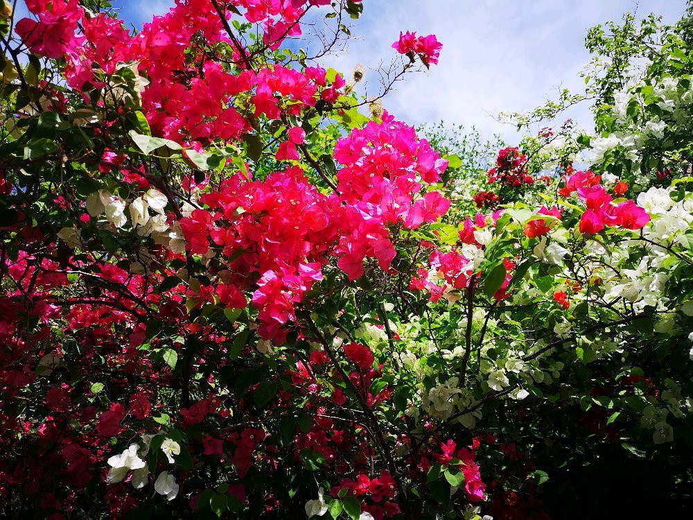 东方伽蓝花园度假村主图