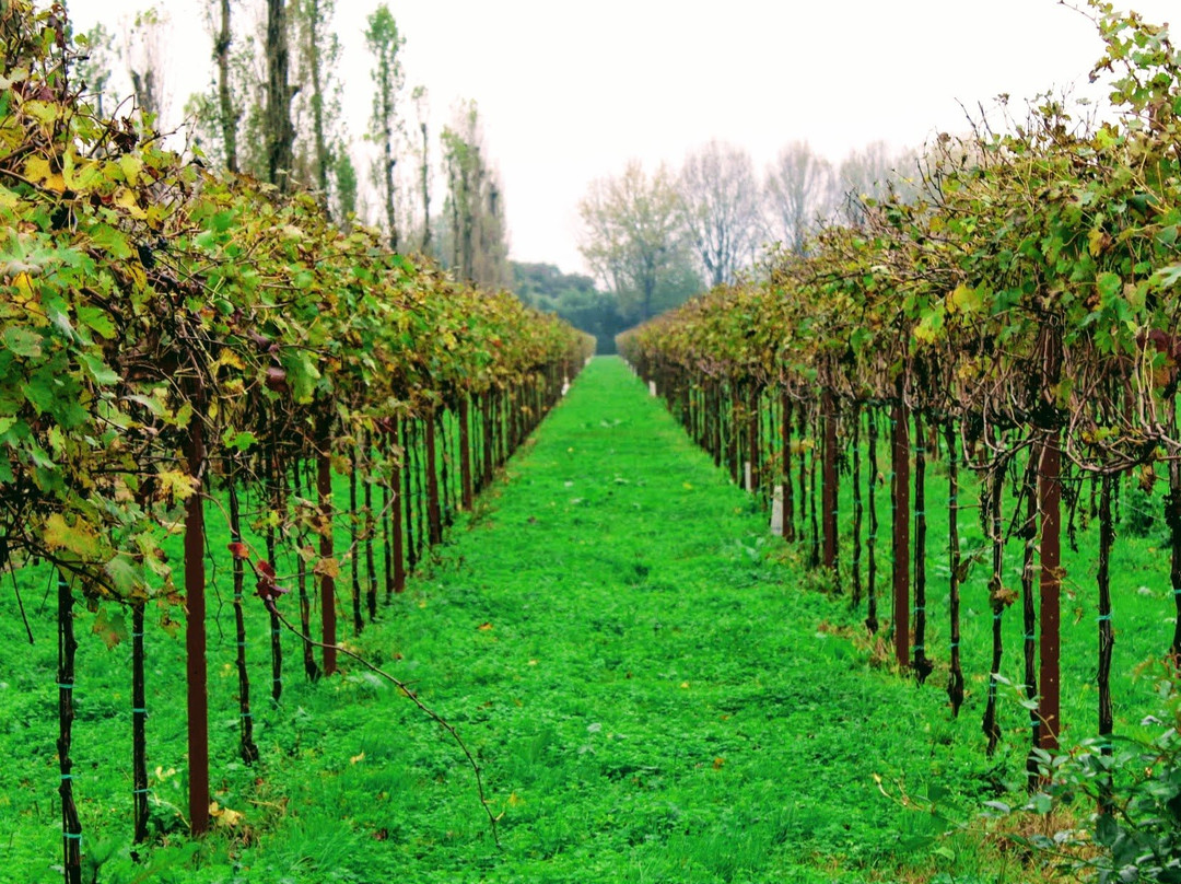 Cantina del Dominio di Bagnoli-Bagnoli di Sopra必去景点