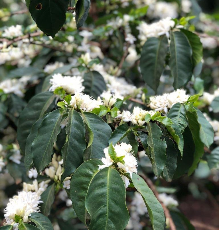 All seasons coffee-奇安波必去景点