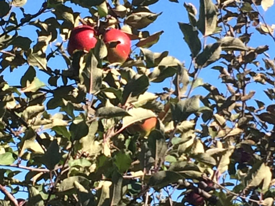 Appleberry Farm-麦迪逊必去景点