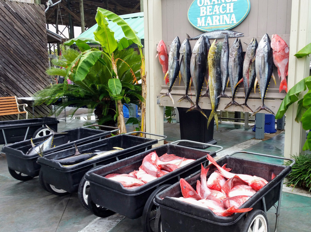 Intimidator Sportfishing Inc.-橙色海湾必去景点