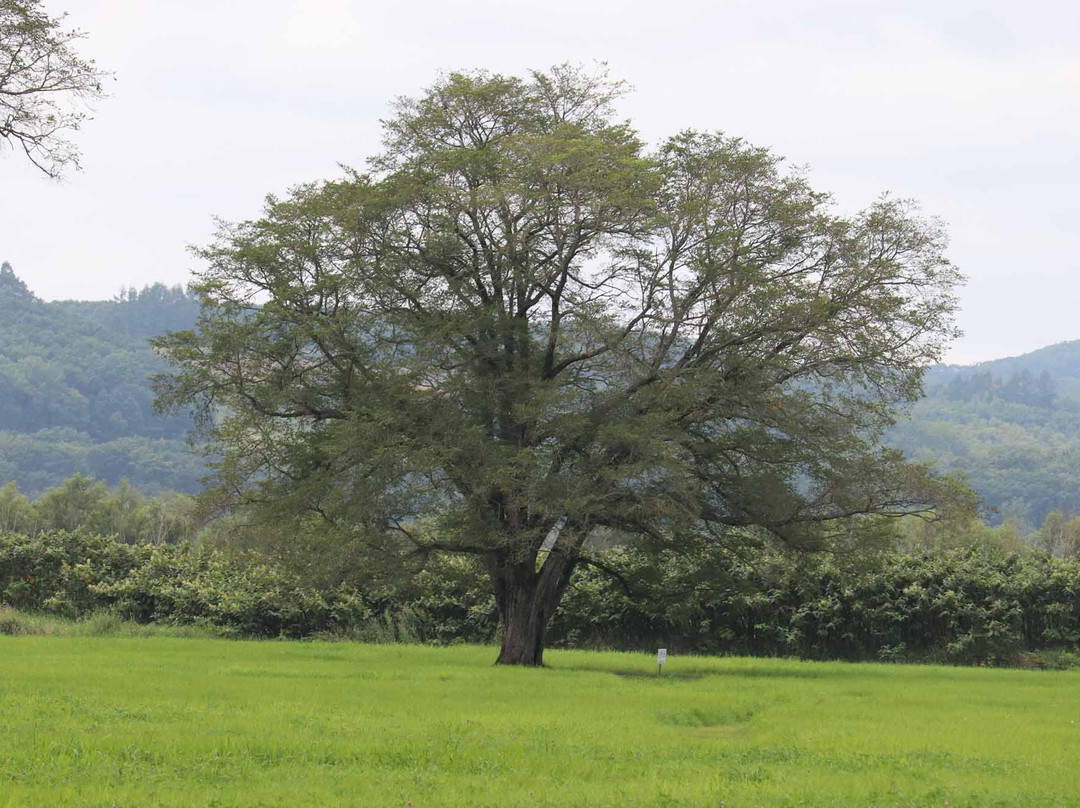 Harunire Tree-丰顷町必去景点