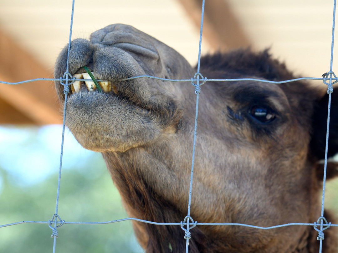 Critter Lane-Valles Mines必去景点