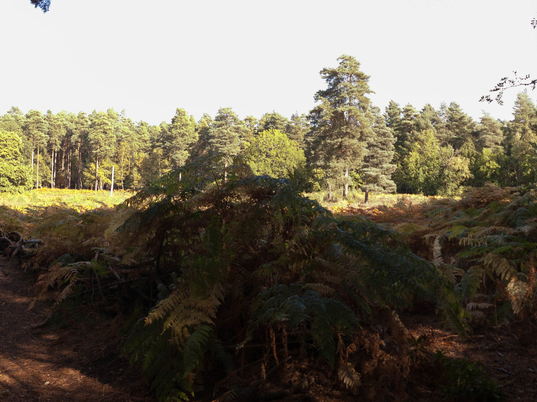 Finchampstead Ridges-Finchampstead必去景点