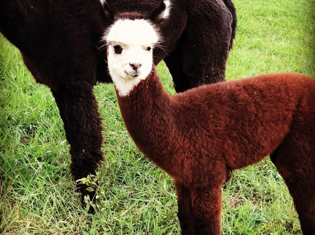 Shaw Farms-纽南必去景点