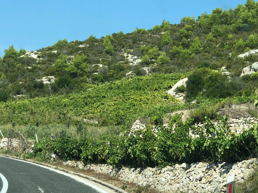 Ledinic Winery景点图片
