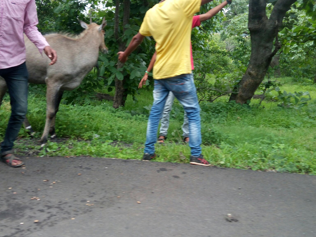 Gautala Autramghat Sanctuary景点图片