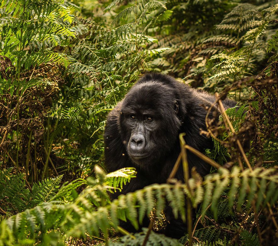 Marlene Africa Safaris-坎帕拉必去景点