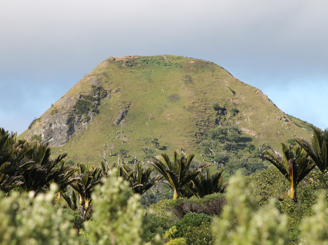 Nikau Bush Conservation Area景点图片