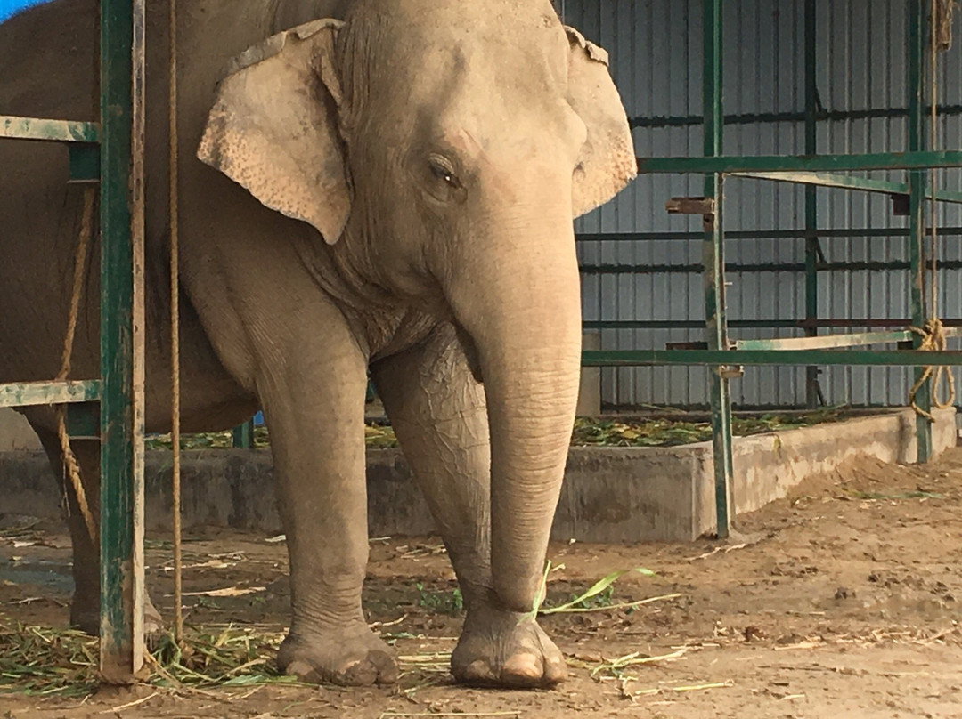 Elephant Conservation & Care Center景点图片