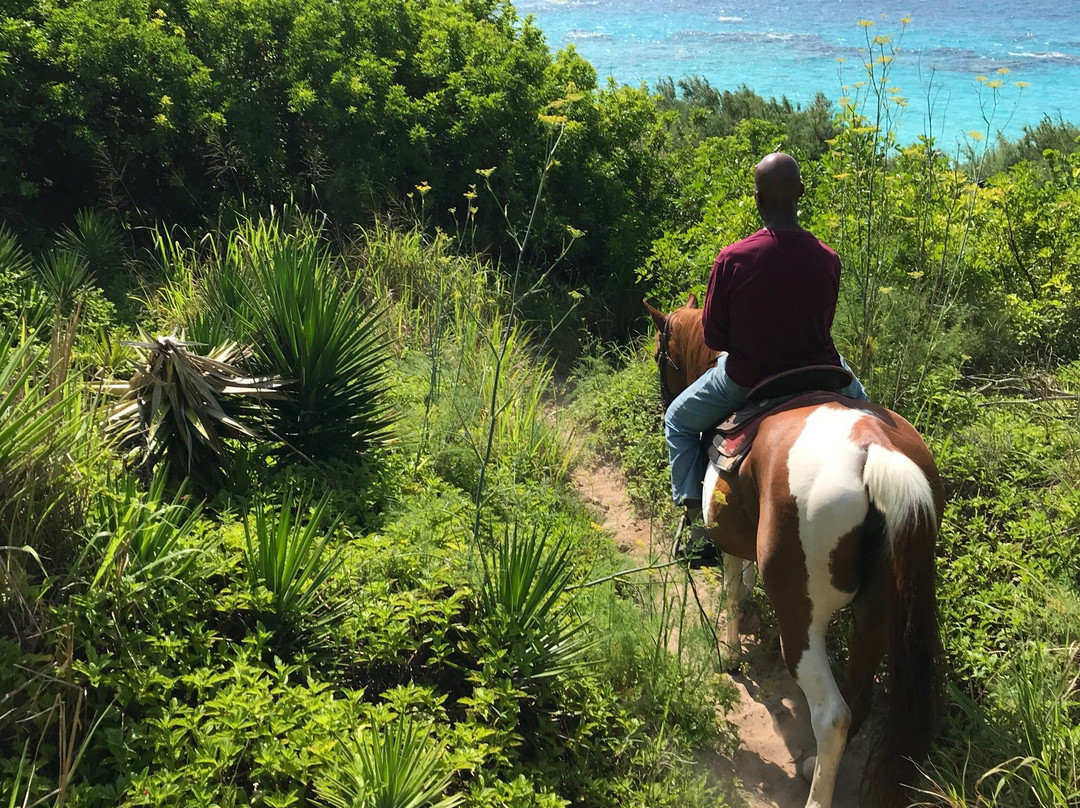 Bermuda's Best Horse Trail Rides and Horses-Warwick Parish必去景点