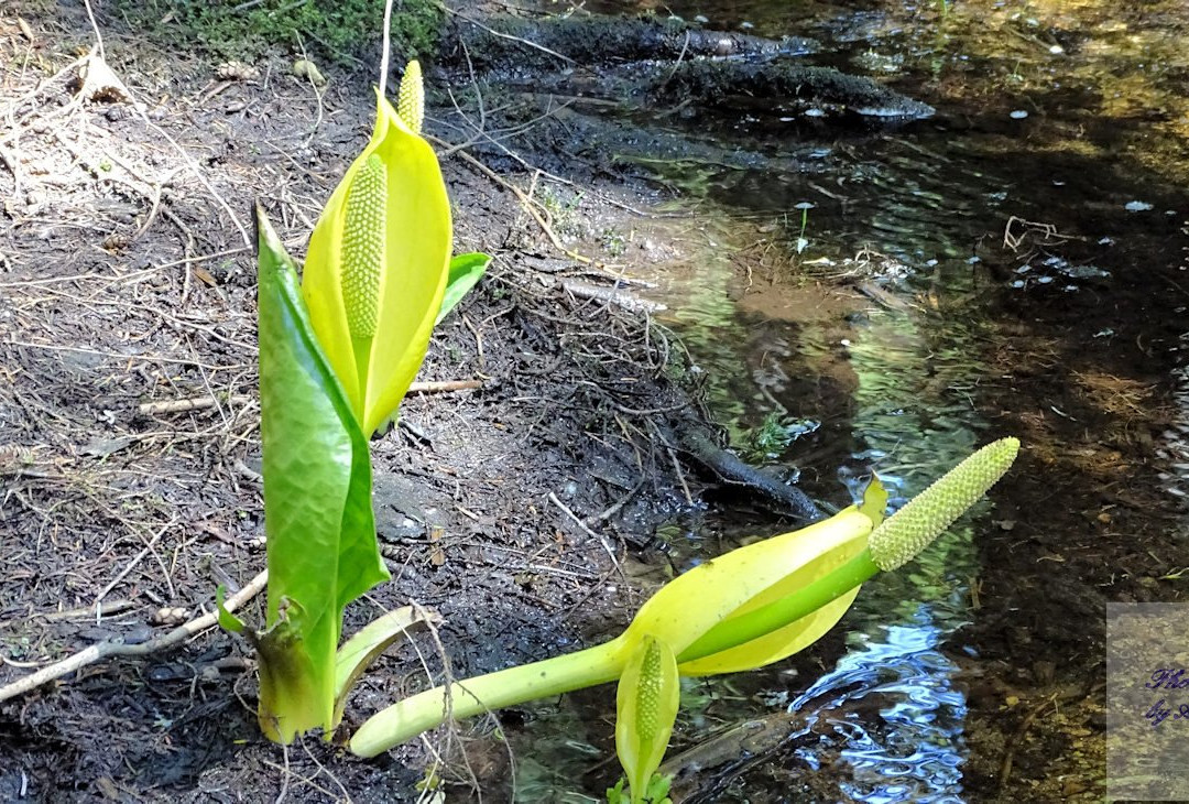 BCMC Trail-北温哥华必去景点