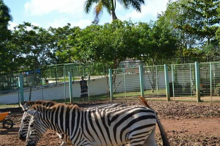 Zoologico de ciego de avila景点图片