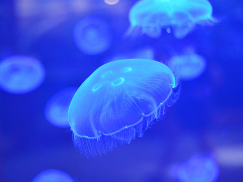 Buttonwood Park Zoo-新贝德福德必去景点