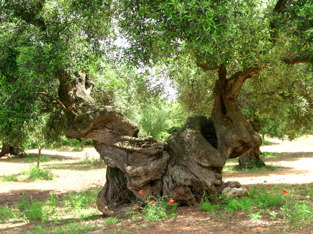 Azienda Zacheo - Oleovinicola GIZ s.r.l.