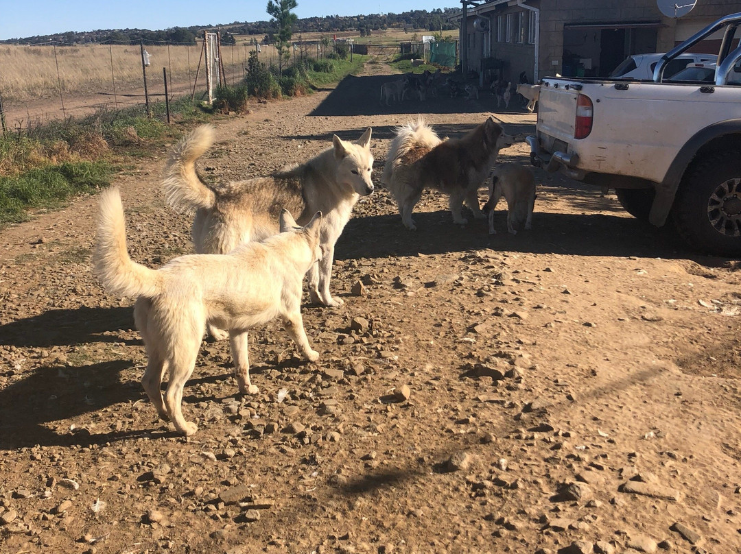 Huskyromi Wolf Sanctuary-伯利恒必去景点