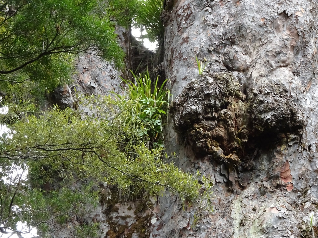 Te Matua Ngahere Walk景点图片