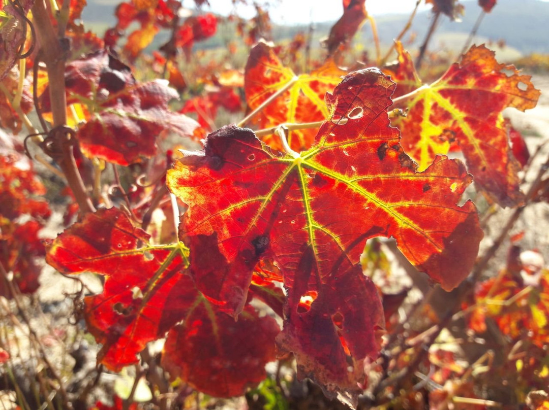 De Waal Wines-斯泰伦博斯必去景点