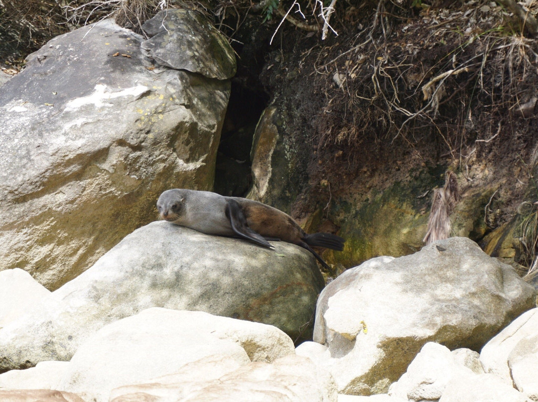Tasman Bay Sea Kayaking Adventures景点图片