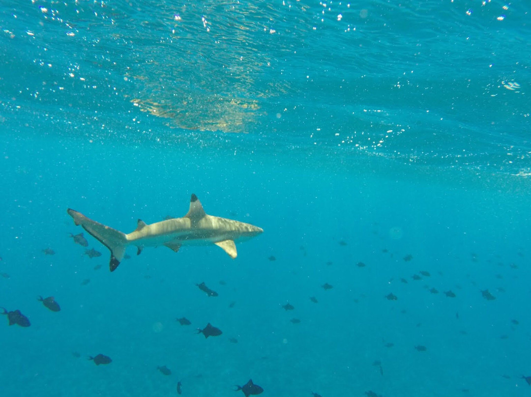 Bora Bora Onoku Services-瓦伊塔佩必去景点