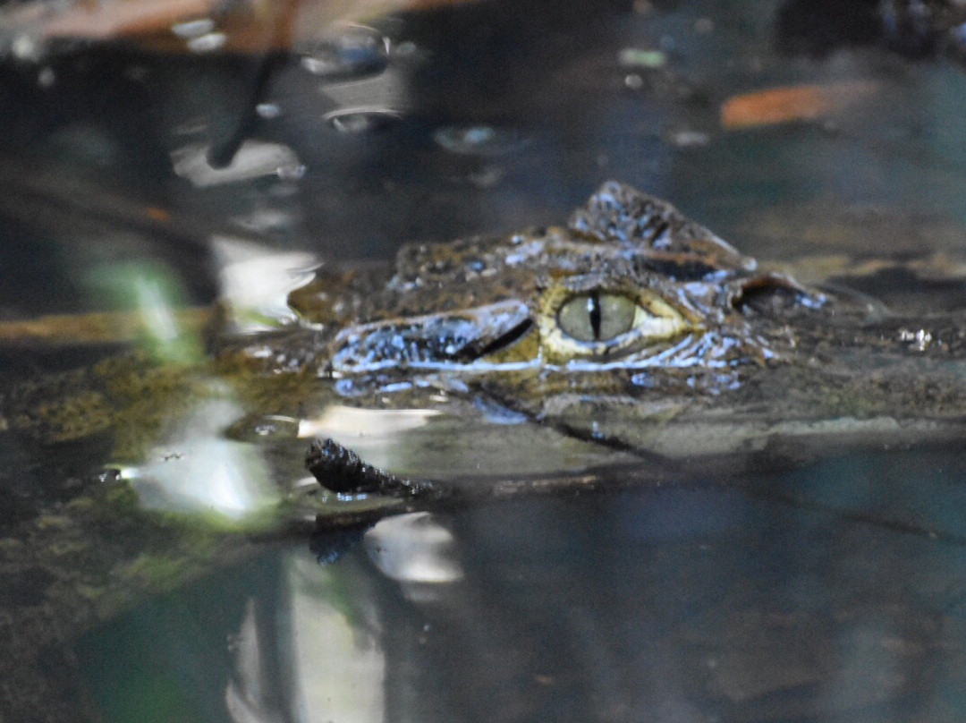 Tortuguero Eco Experiences景点图片