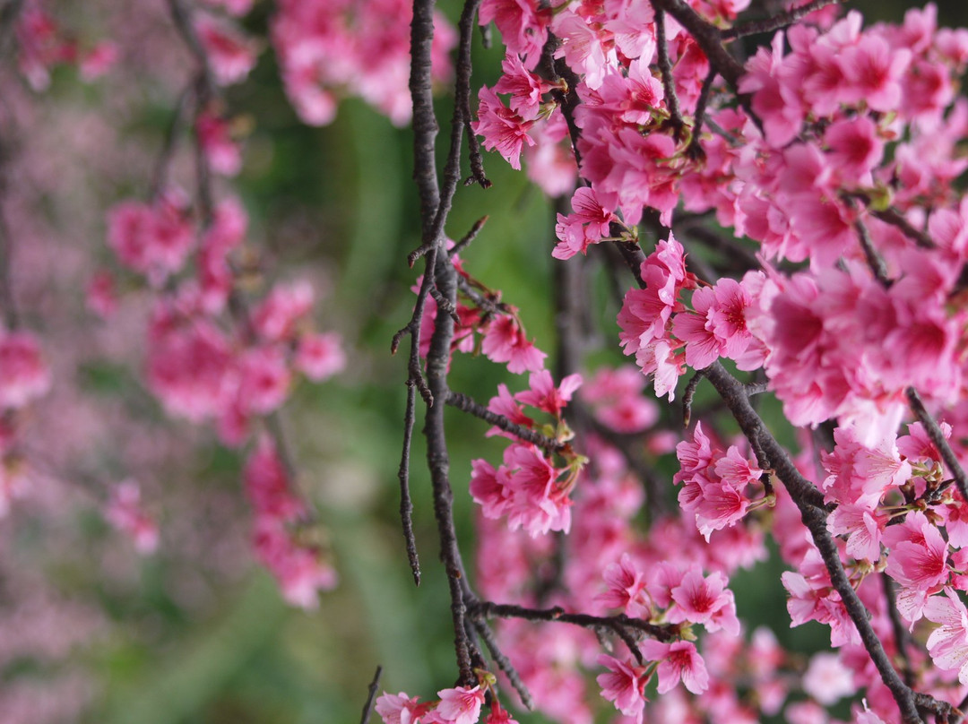 Sakura Komichi景点图片