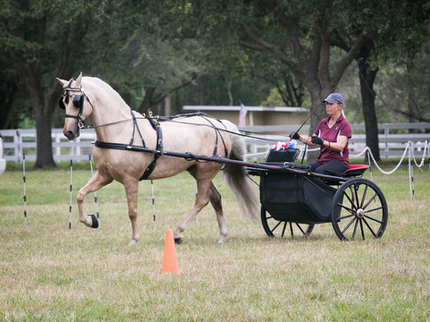 West Coast Morgans, Inc.-Odessa必去景点