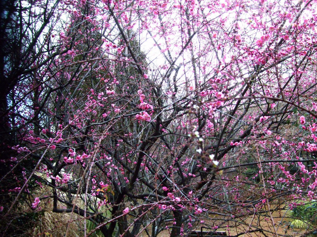 Hattori Ryokuchi Toshi Ryokka Botanical Garden-丰中市必去景点