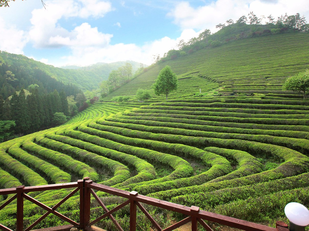 绿茶度假村