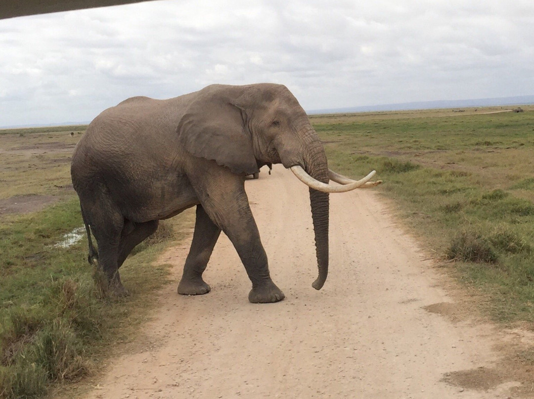 Thiga Safaris-Naro Moru必去景点