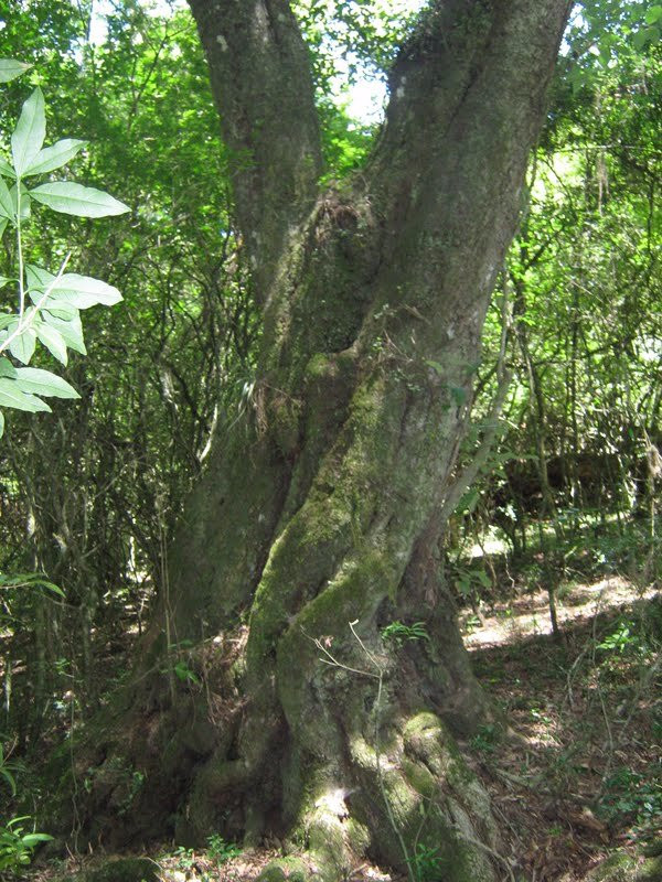 Gruta de los Helechos-Tacuarembo必去景点