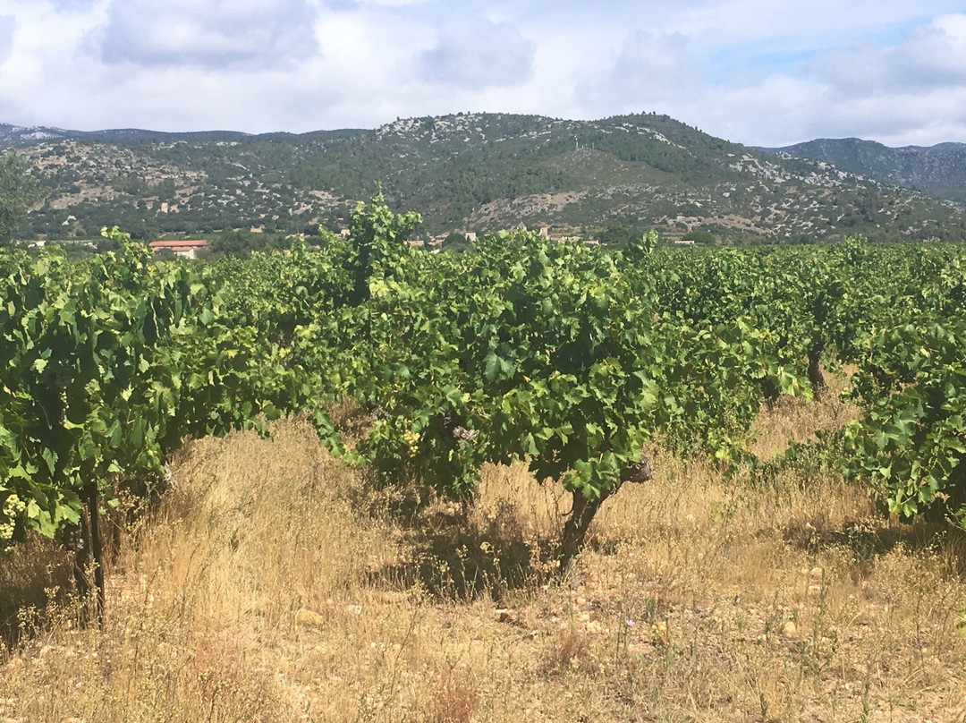 Le Petit Train des Vignes du Domaine Alexandrin景点图片