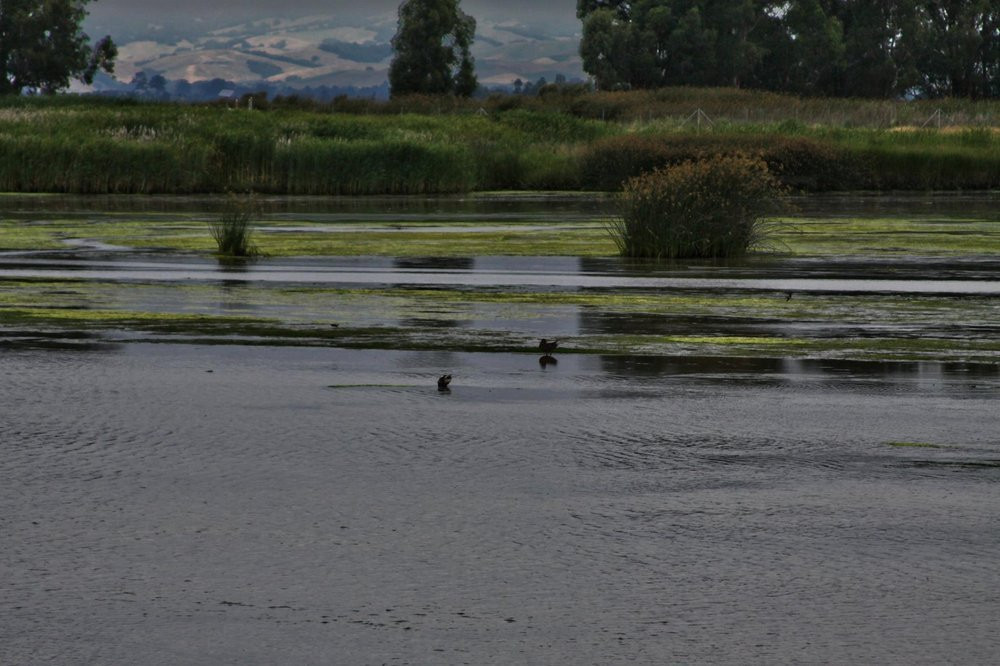 American Canyon Wetlands景点图片